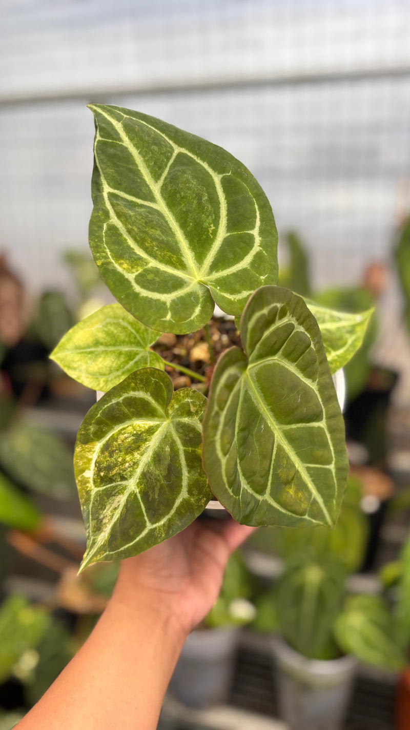 Anthurium Forgetti Variegated x Angela x Black Widow
