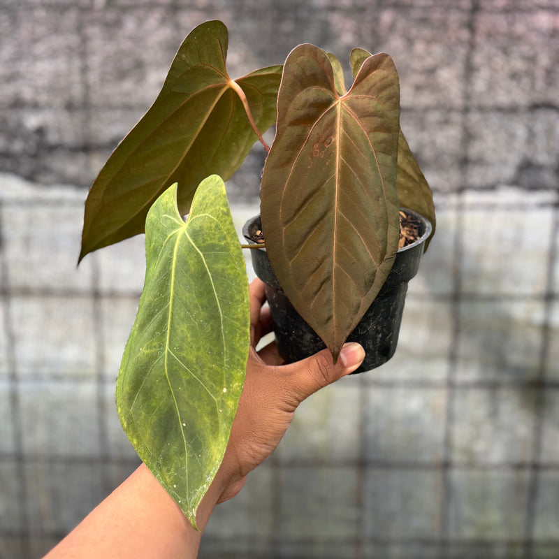 FS56-6 Anthurium Xone x Papilillaminum