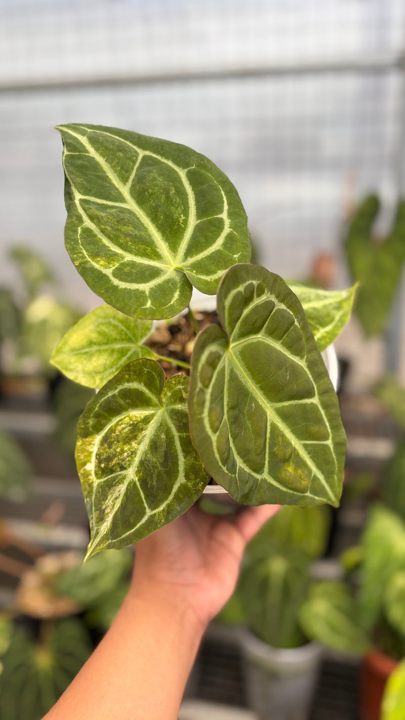 Anthurium Forgetti Variegated x Angela x Black Widow