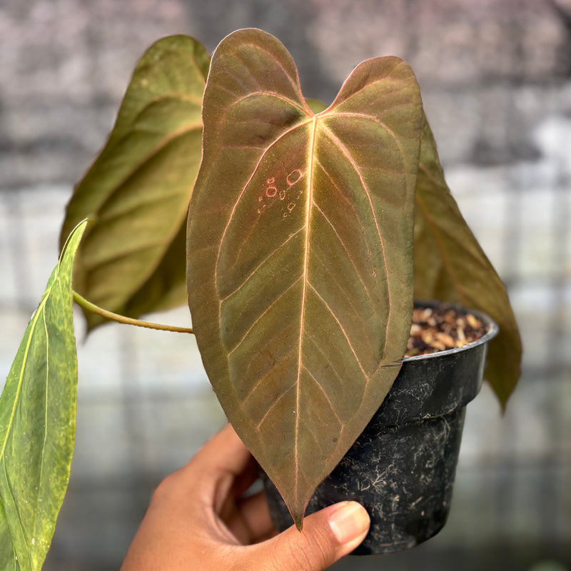 FS56-6 Anthurium Xone x Papilillaminum