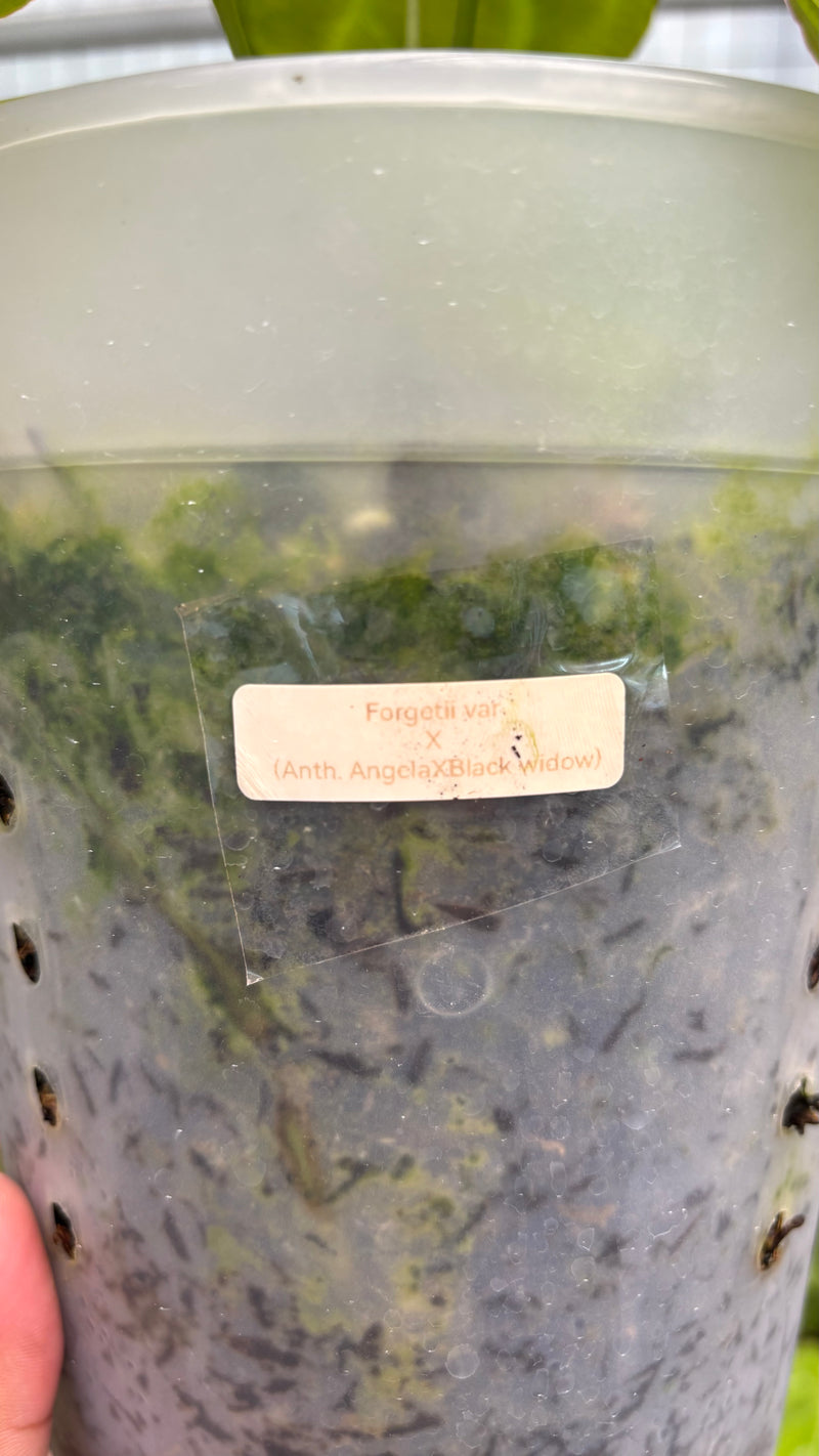 Anthurium Forgetti Variegated x Angela x Black Widow