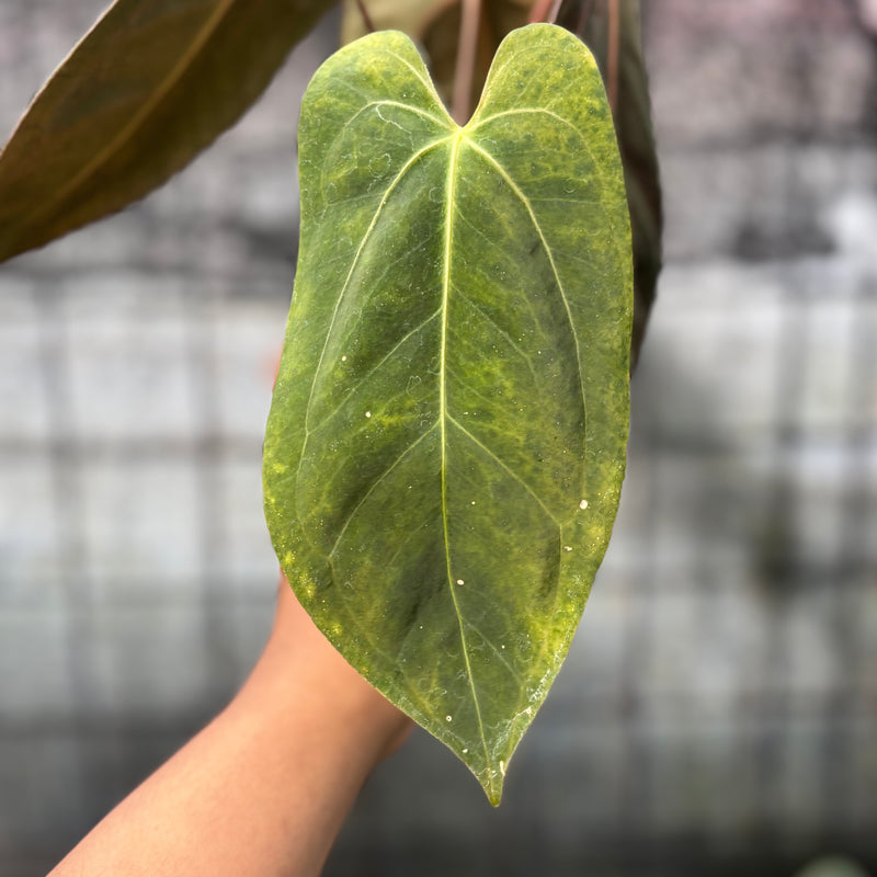 FS56-6 Anthurium Xone x Papilillaminum