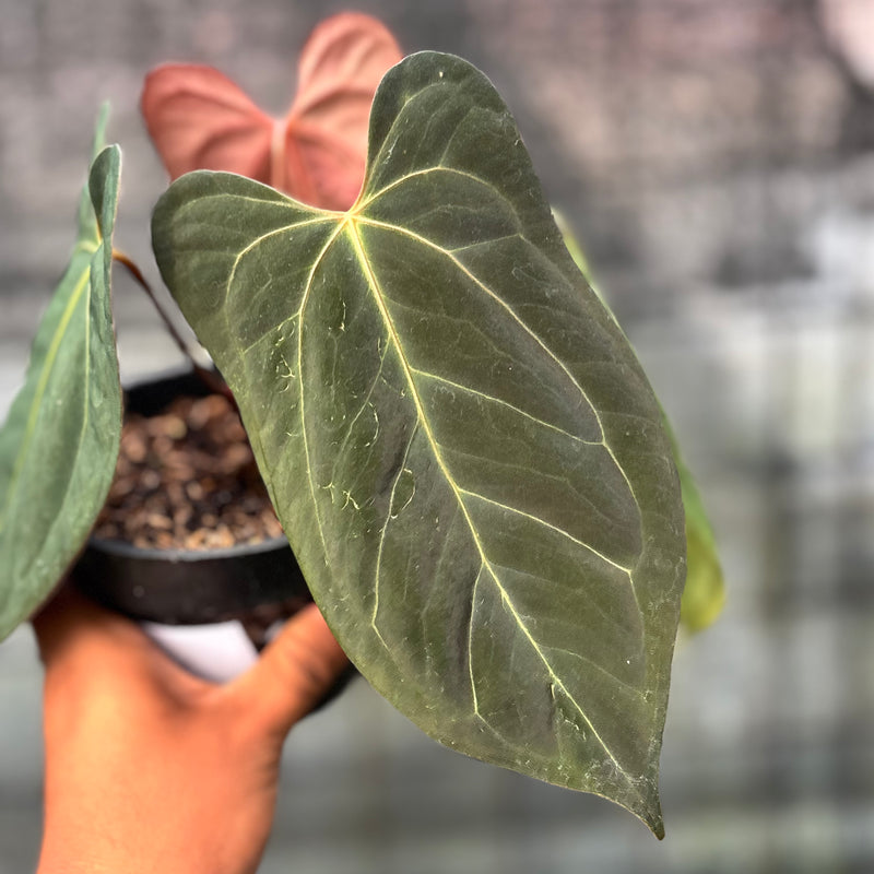 FS56-6 Anthurium Xone x Papilillaminum