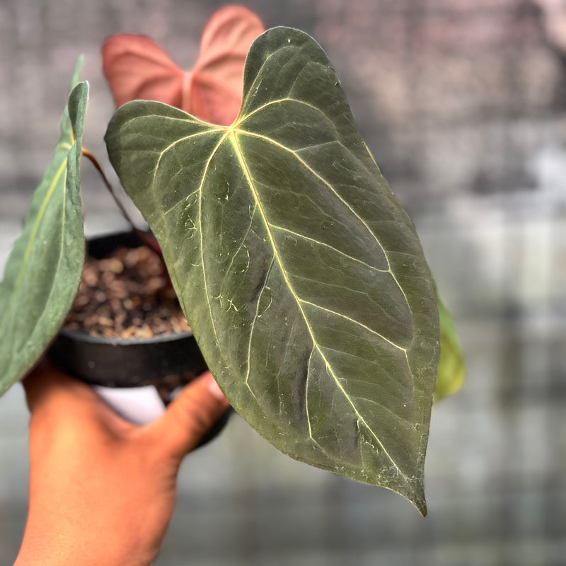 FS56-6 Anthurium Xone x Papilillaminum