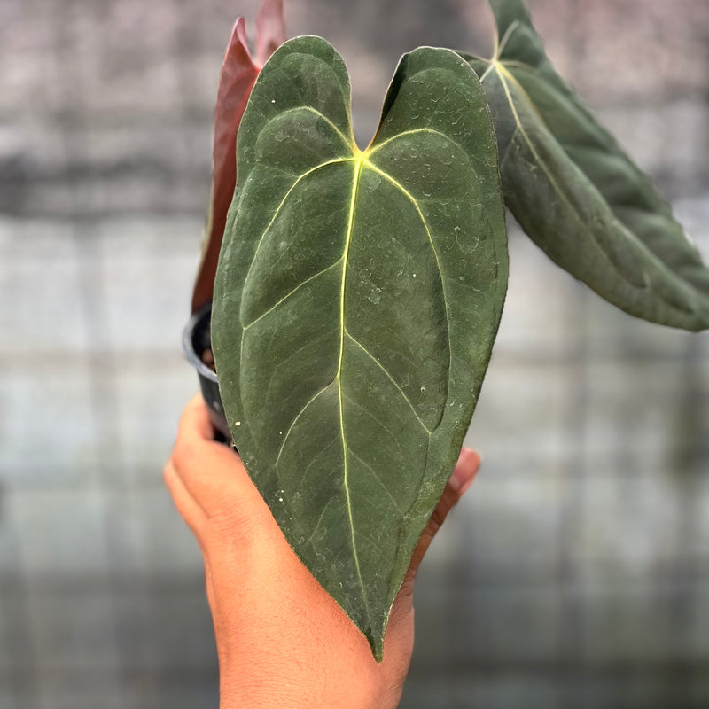 FS56-6 Anthurium Xone x Papilillaminum