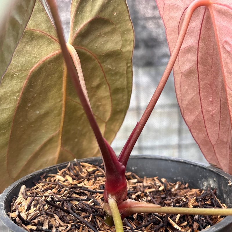 FS56-6 Anthurium Xone x Papilillaminum