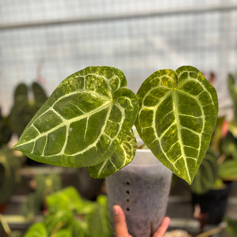 Anthurium Australian forgetii x (angela x black widow)