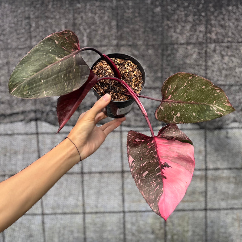 FS57-6 Philodendron Pink Princes Galaxy