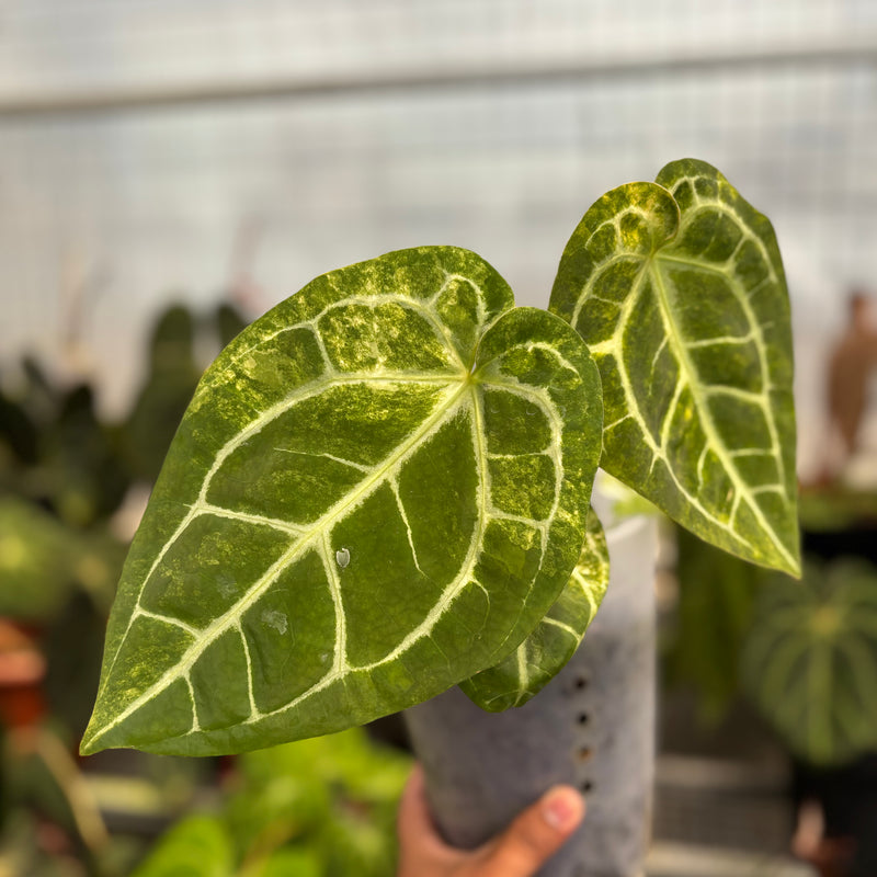 Anthurium Australian forgetii x (angela x black widow)