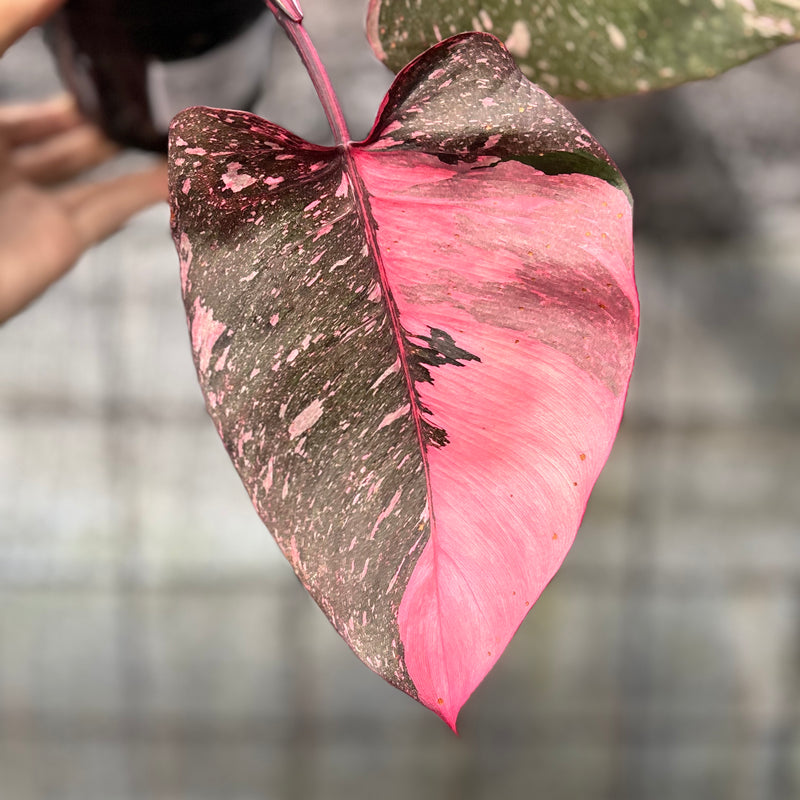 FS57-6 Philodendron Pink Princes Galaxy