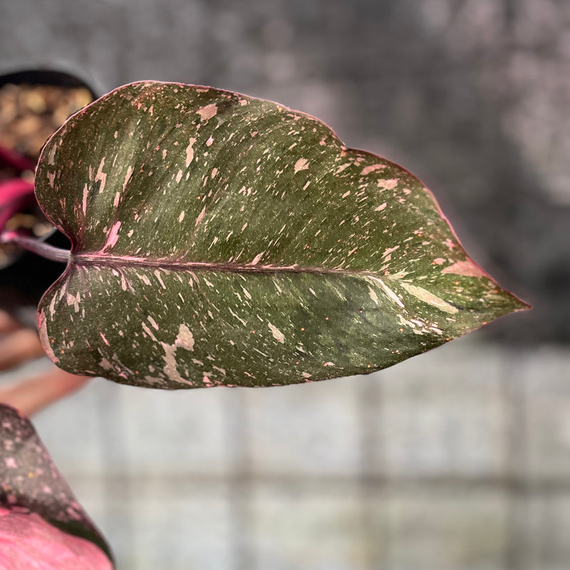 FS57-6 Philodendron Pink Princes Galaxy