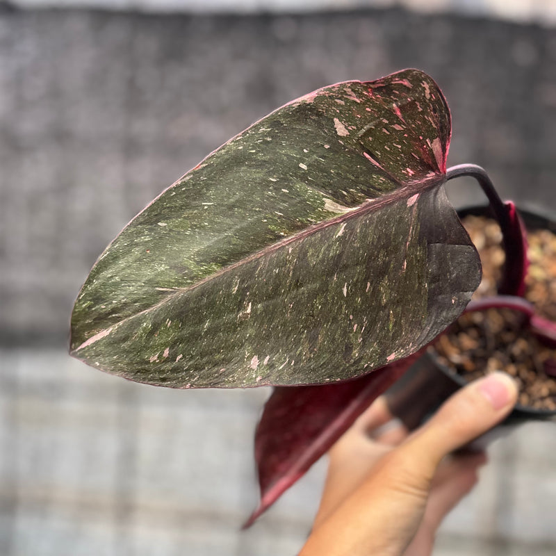 FS57-6 Philodendron Pink Princes Galaxy