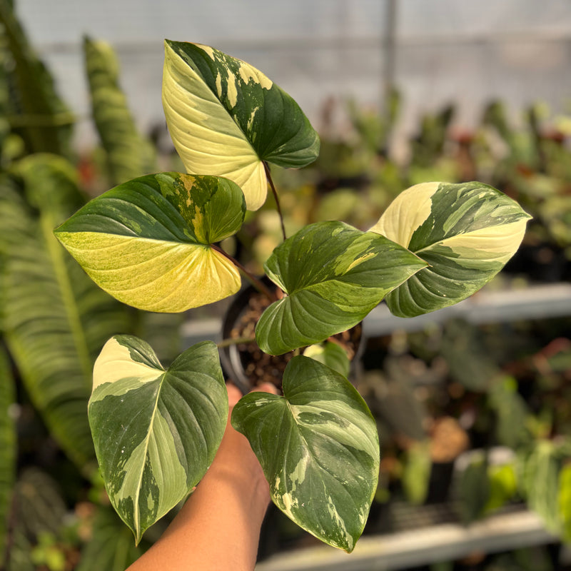 Homalomena Rubescens Pink Variegated