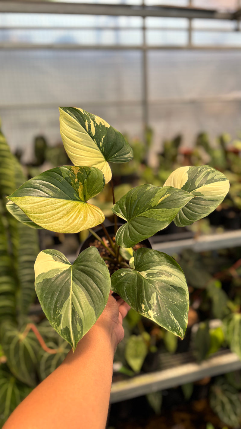 Homalomena Rubescens Pink Variegated
