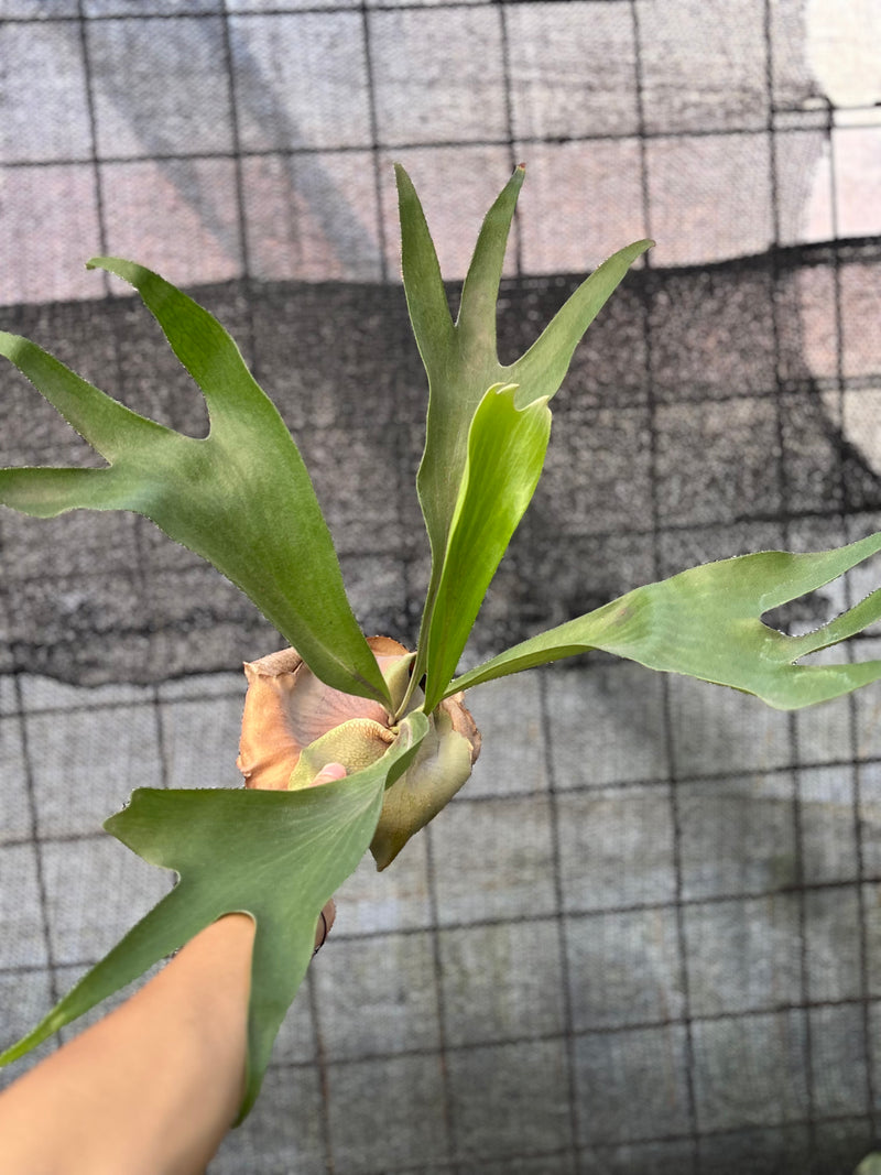 FS58-6 Platycerium Walichii