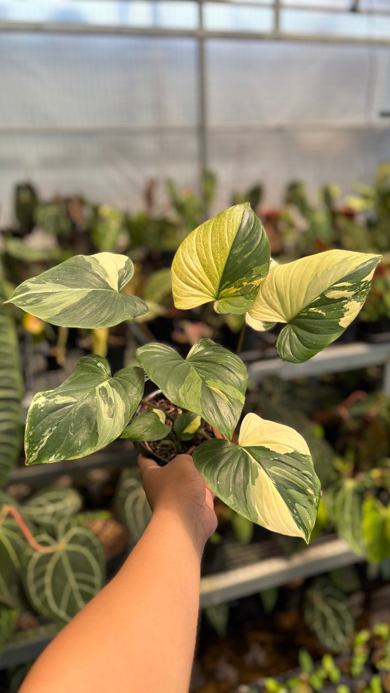 Homalomena Rubescens Pink Variegated