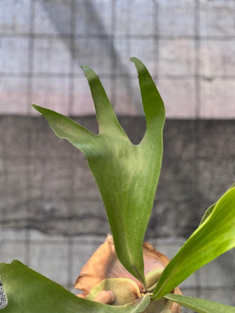 FS58-6 Platycerium Walichii