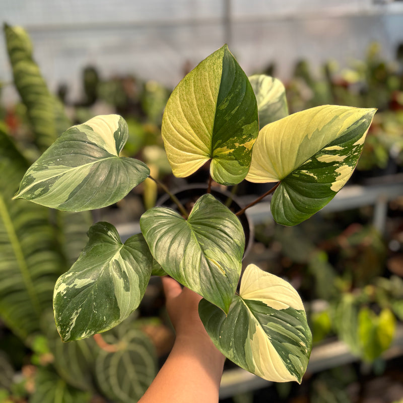 Homalomena Rubescens Pink Variegated