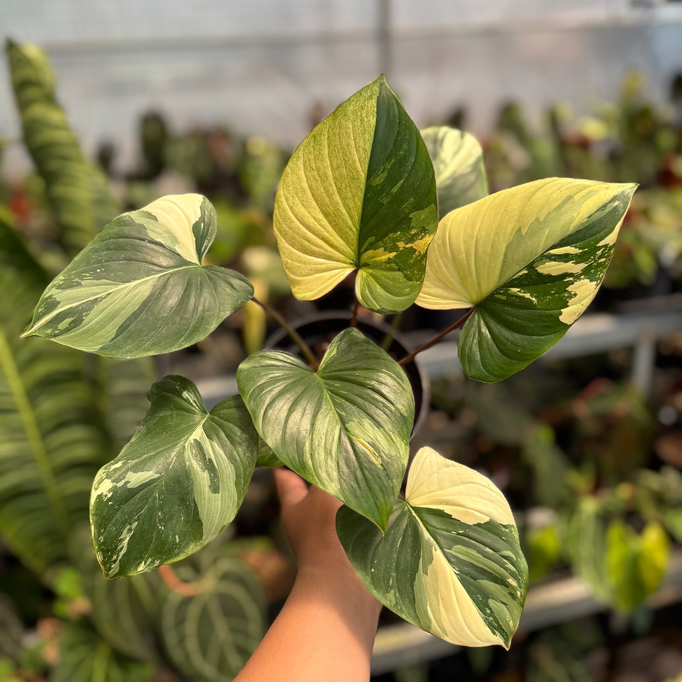 Homalomena