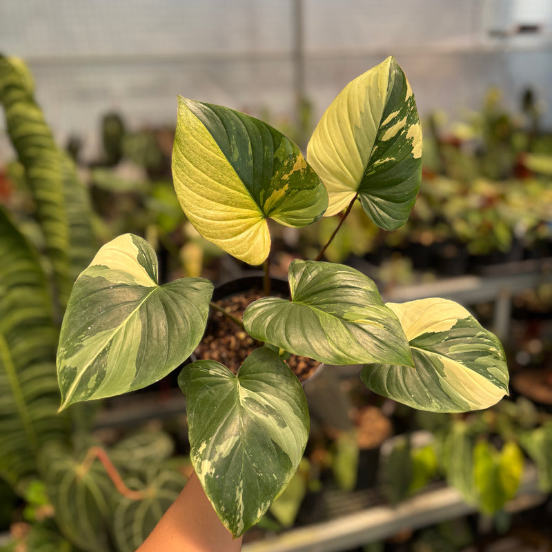Homalomena Rubescens Pink Variegated