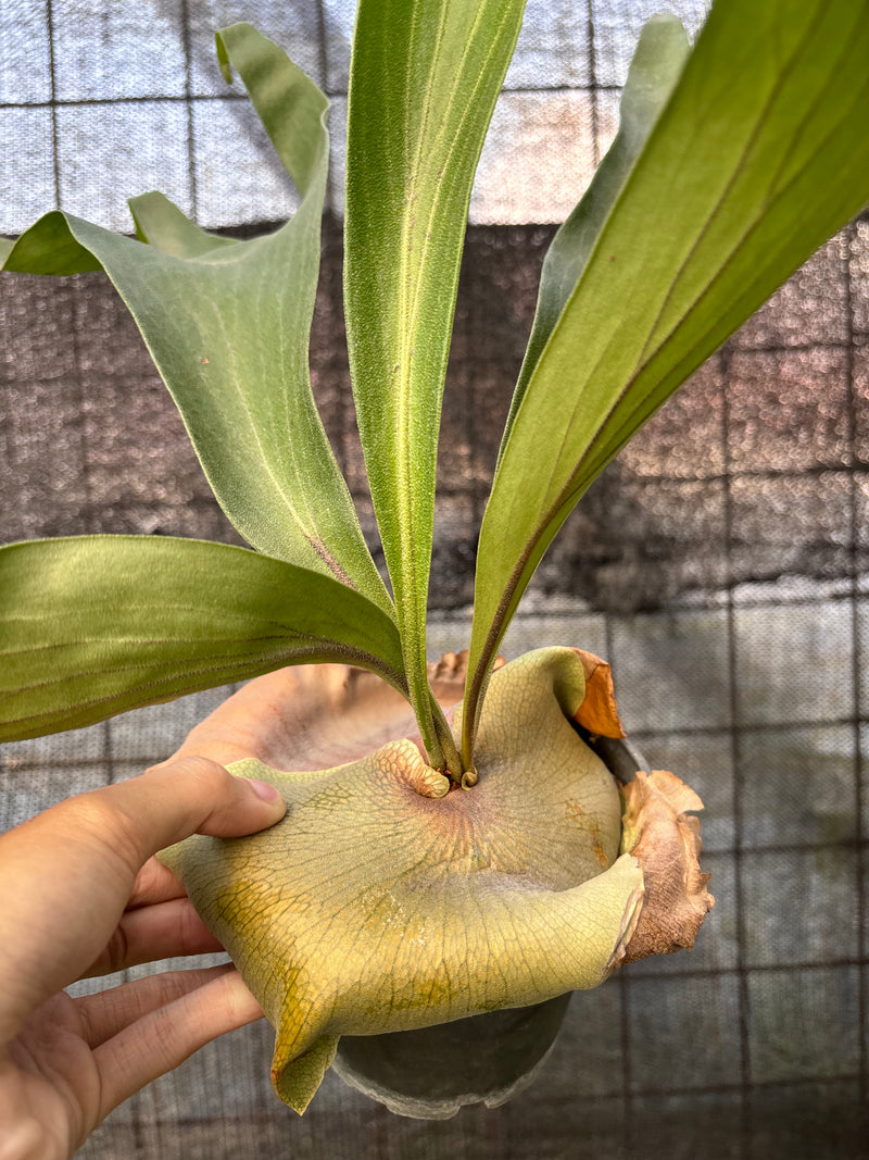 FS58-6 Platycerium Walichii