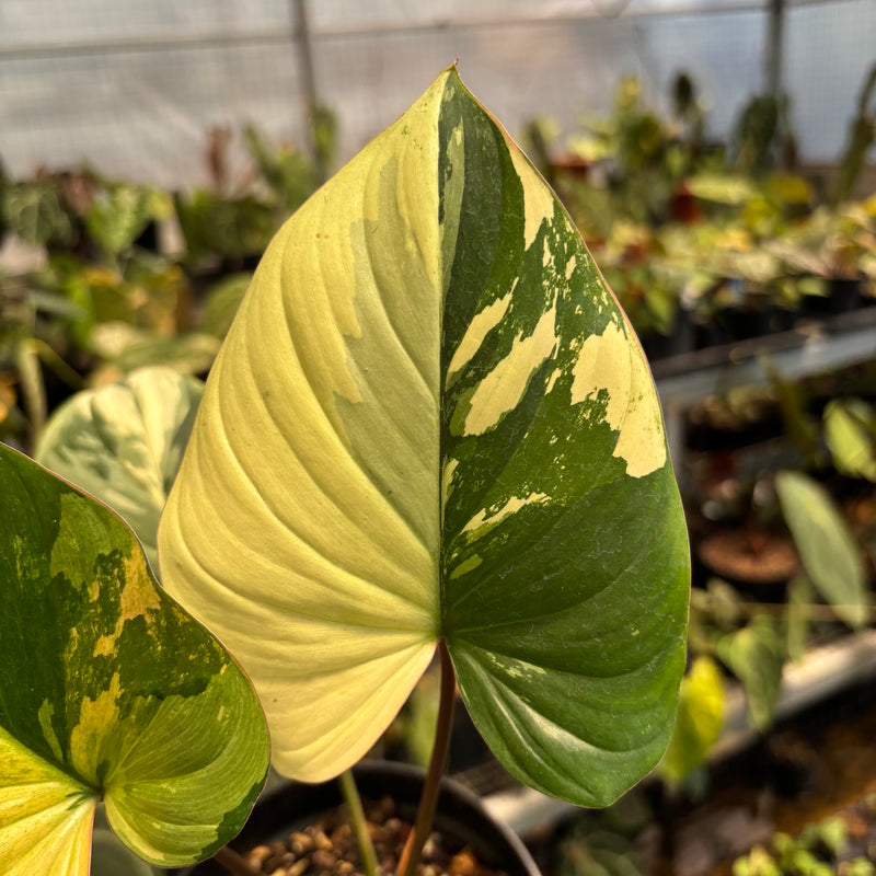 Homalomena Rubescens Pink Variegated