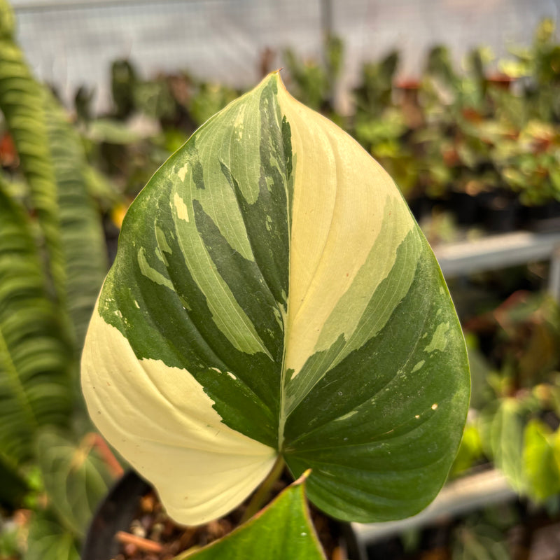 Homalomena Rubescens Pink Variegated