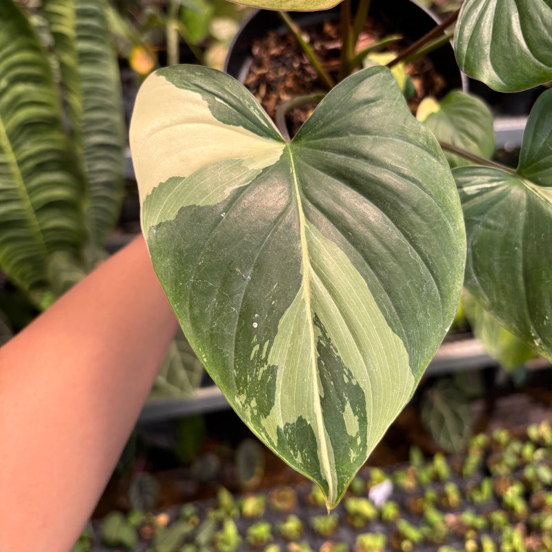 Homalomena Rubescens Pink Variegated