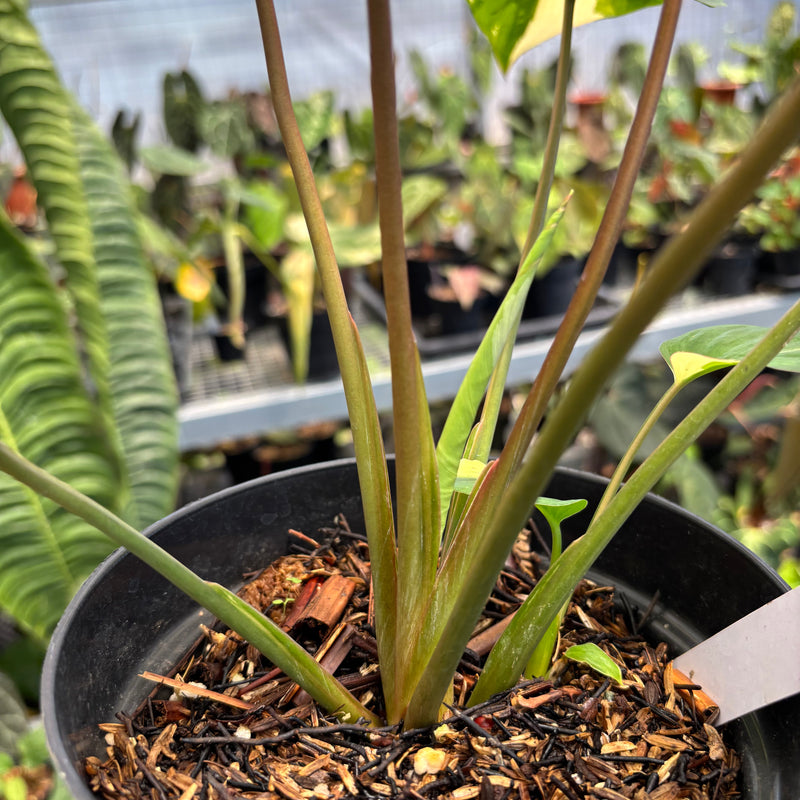 Homalomena Rubescens Pink Variegated