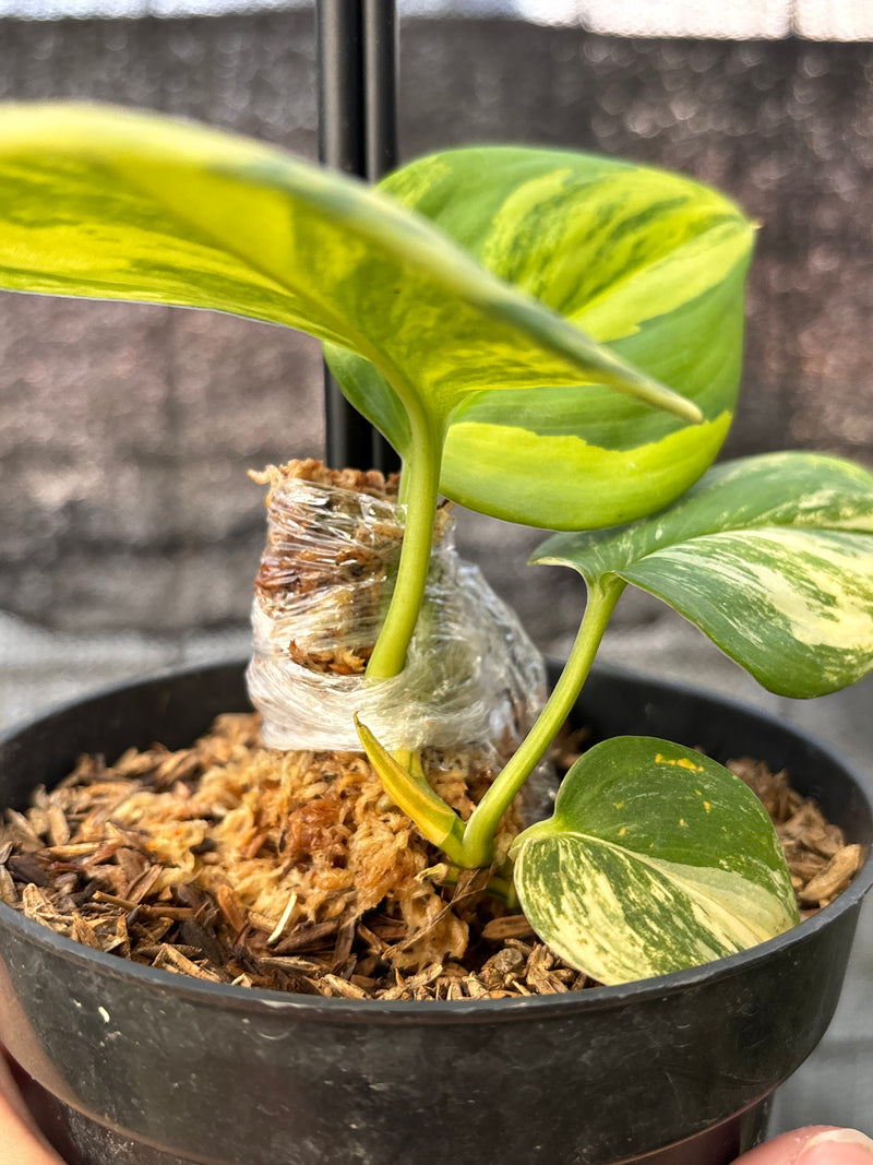 FS59-6 Scindapsus Rubicon