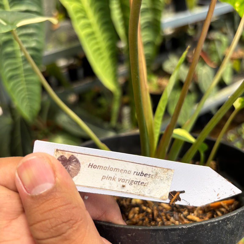 Homalomena Rubescens Pink Variegated