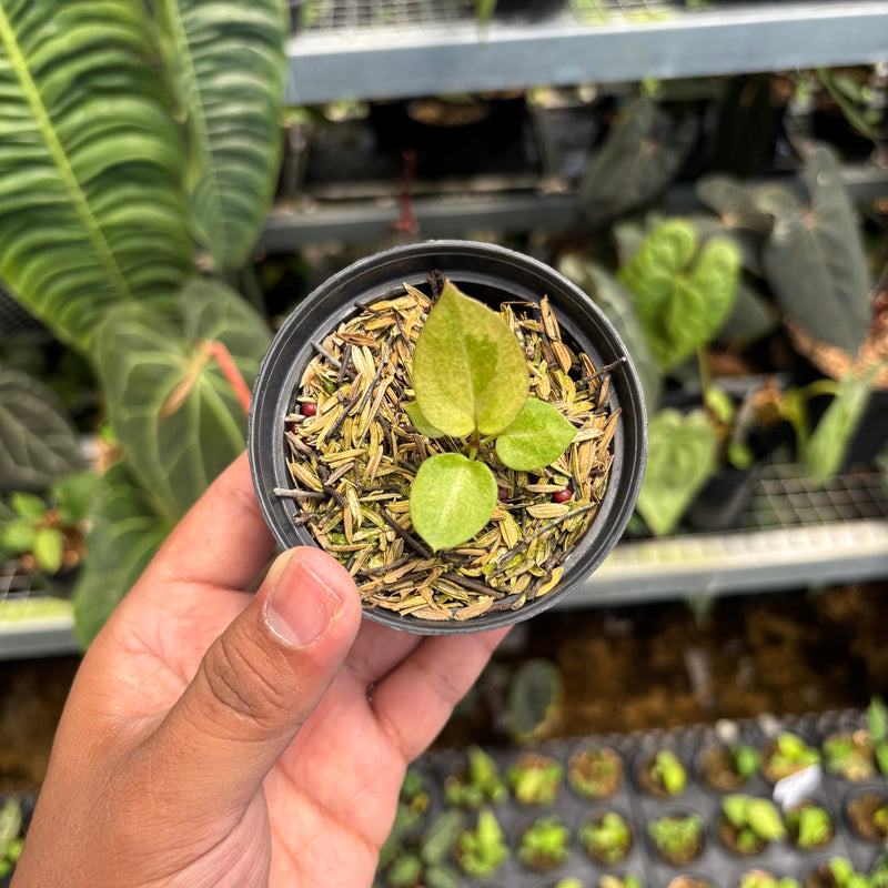 Anthurium Dark Handsom x Purple BVIT ZM