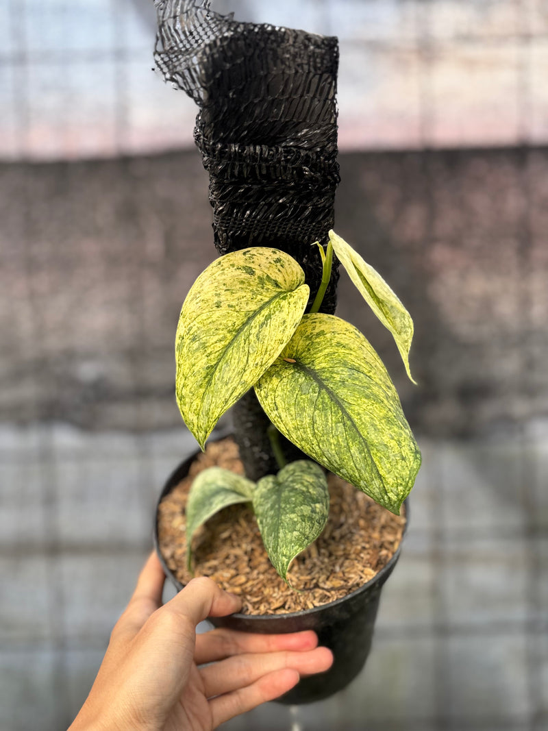 FS60-6 Scindapsus Cream Blue