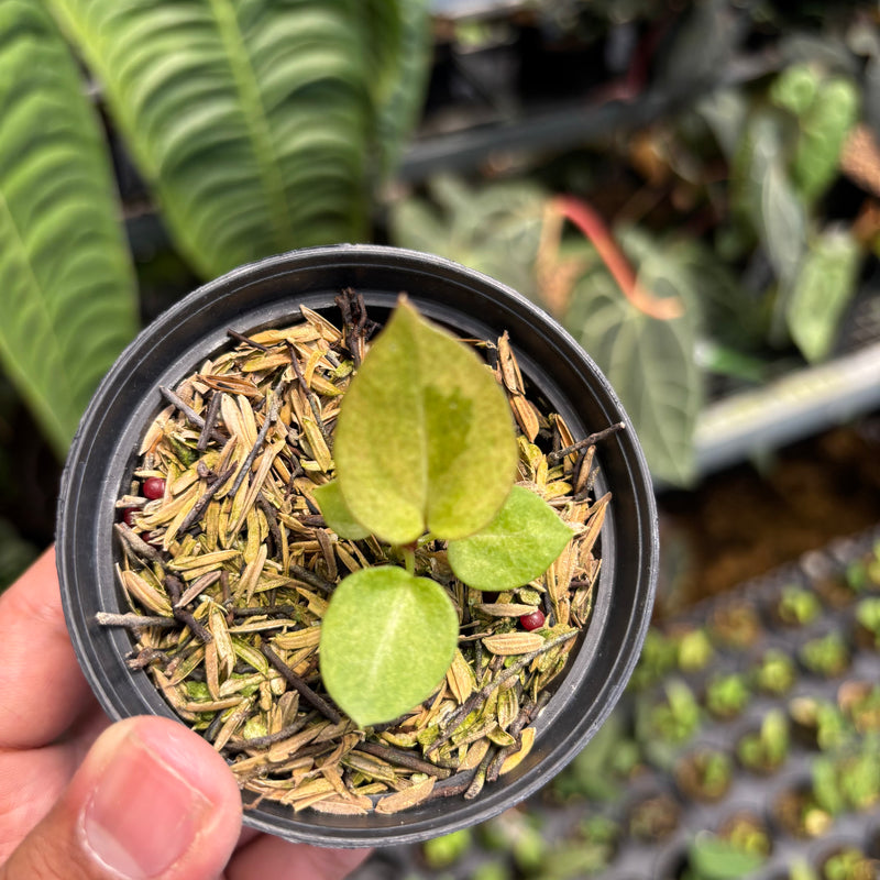 Anthurium Dark Handsom x Purple BVIT ZM