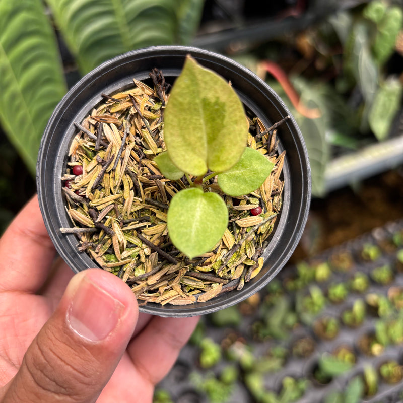 Anthurium Dark Handsom x Purple BVIT ZM