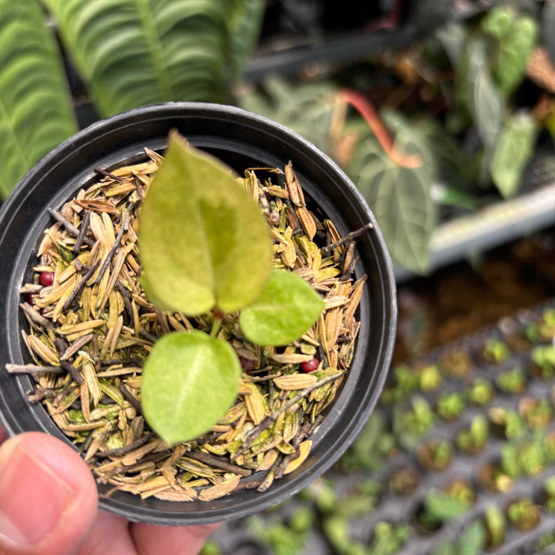 Anthurium Dark Handsom x Purple BVIT ZM