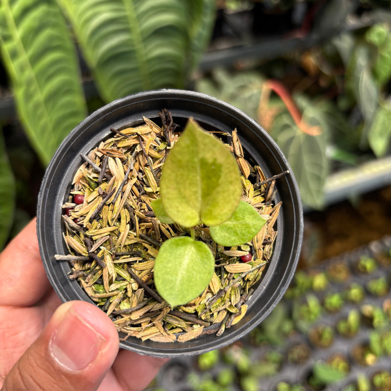 Anthurium Dark Handsom x Purple BVIT ZM