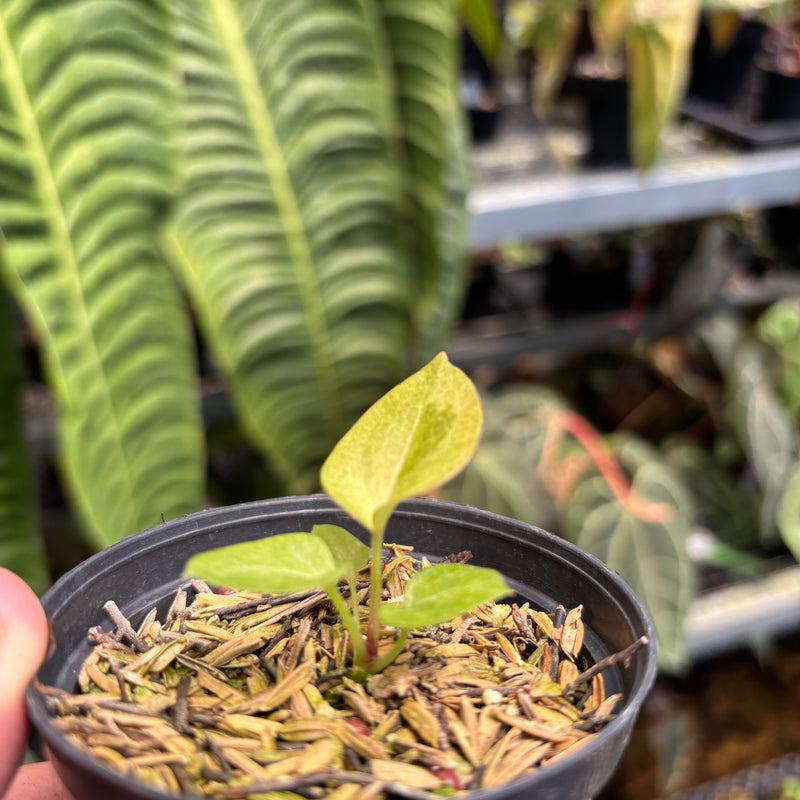 Anthurium Dark Handsom x Purple BVIT ZM