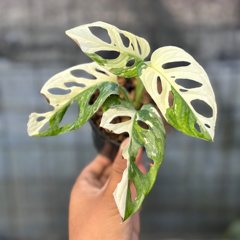 FS61-6 Monstera Adansoni Variegated