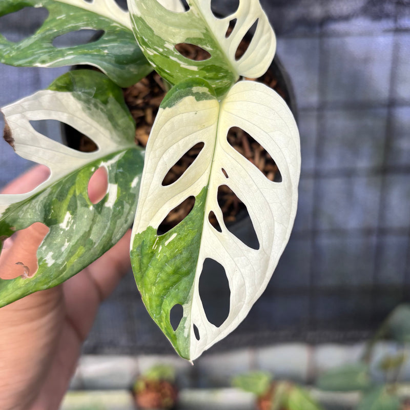 FS61-6 Monstera Adansoni Variegated