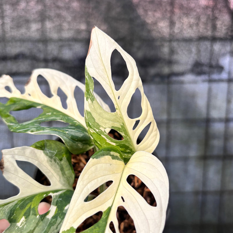 FS61-6 Monstera Adansoni Variegated