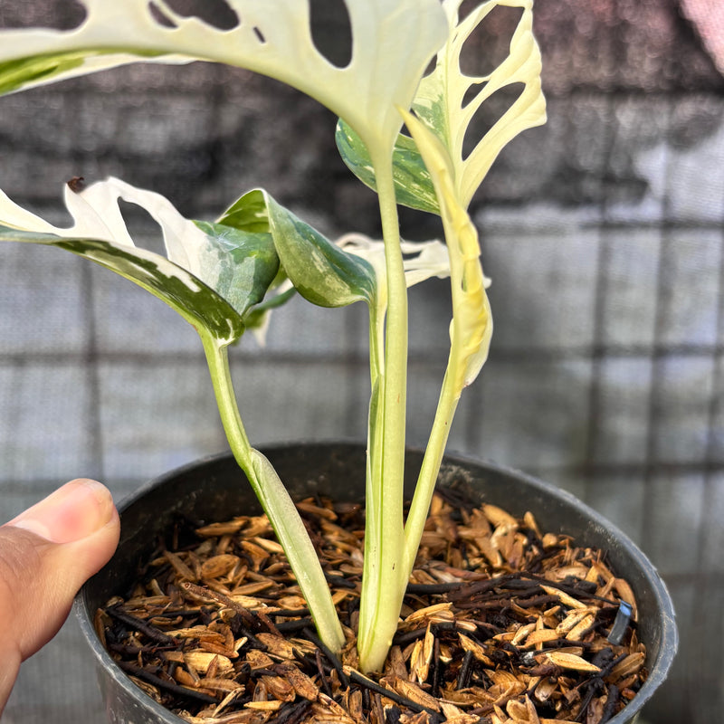FS61-6 Monstera Adansoni Variegated