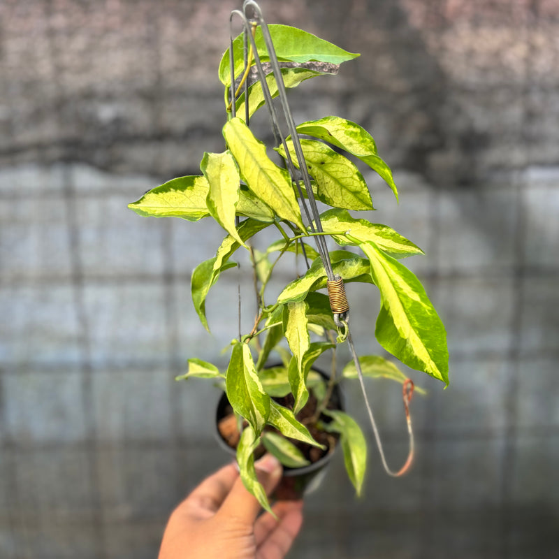 FS62-6 Hoya Kenejiana Variegated