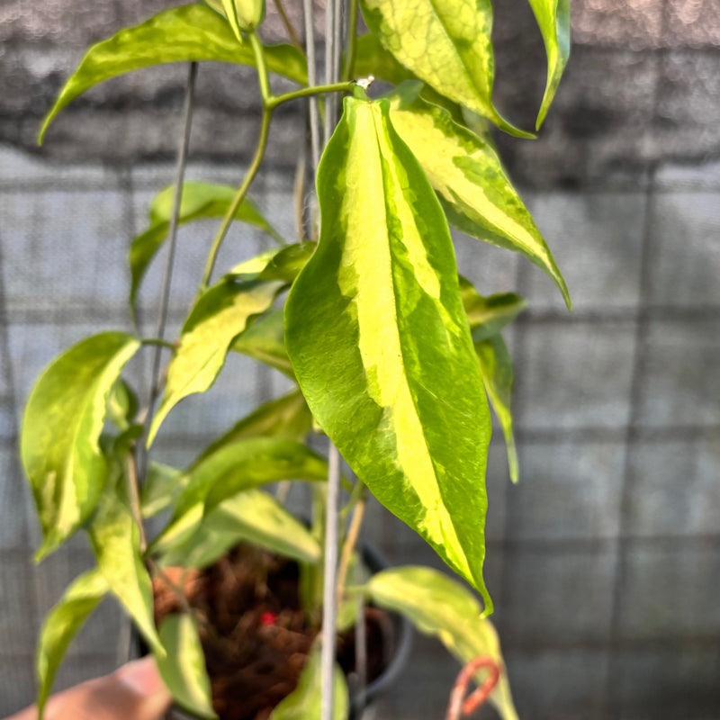 FS62-6 Hoya Kenejiana Variegated