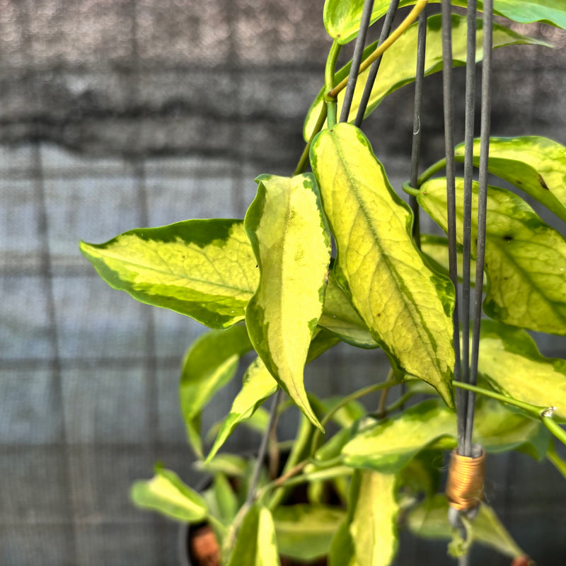 FS62-6 Hoya Kenejiana Variegated