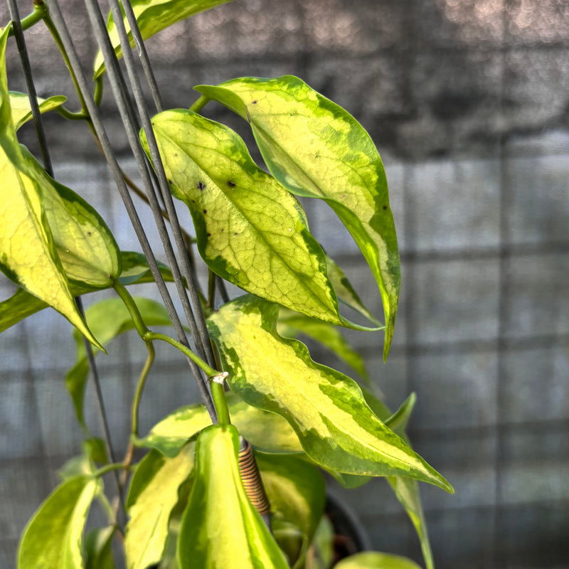 FS62-6 Hoya Kenejiana Variegated