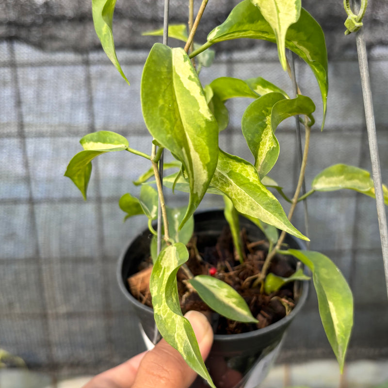 FS62-6 Hoya Kenejiana Variegated