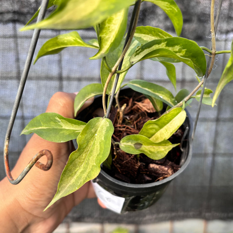 FS62-6 Hoya Kenejiana Variegated