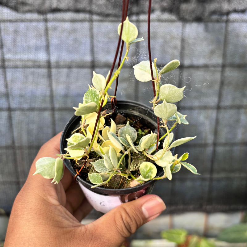 FS63-6 Hoya Curtisii Albomarginata "Tiara"