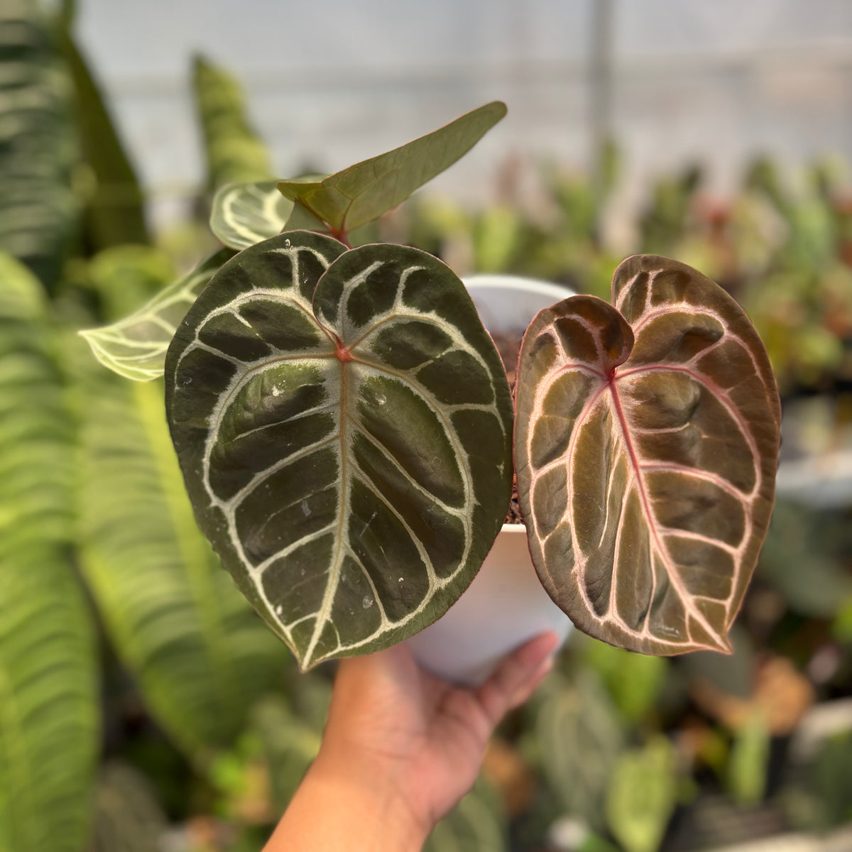 アンスリウム　red tiger Anthurium Red Tiger — Aroidasia